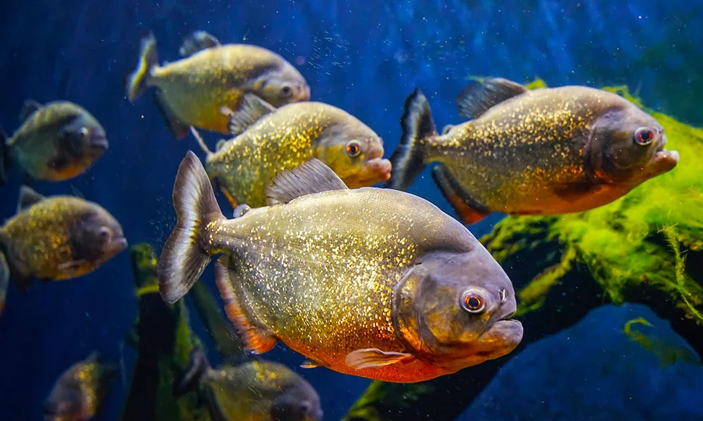 Webbyrå i Halmstad Webbyrå i Halmstad
