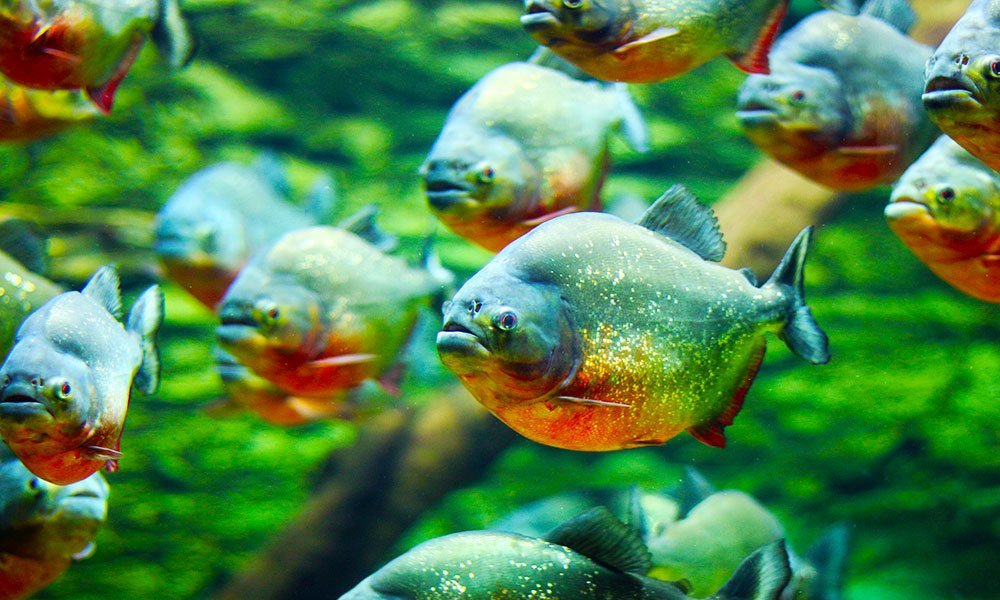 Reklambyrå i Halmstad